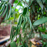 BEU Permaculture Gourmet Vanilla, Fünf Ganze Gourmet Vanilleschoten